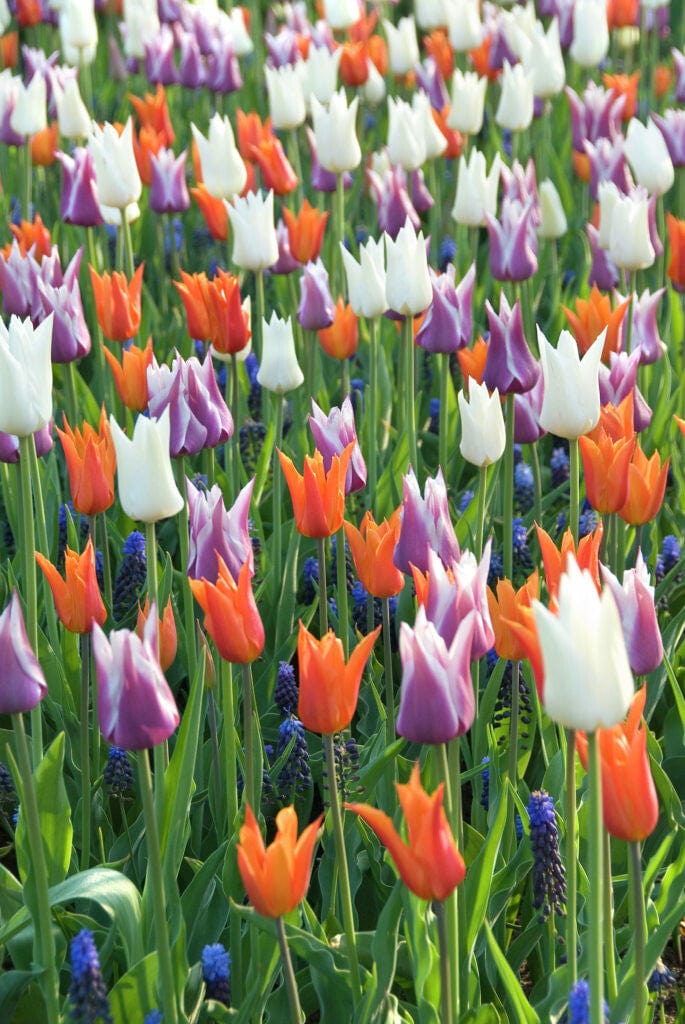 Lily Party' - lökblandning